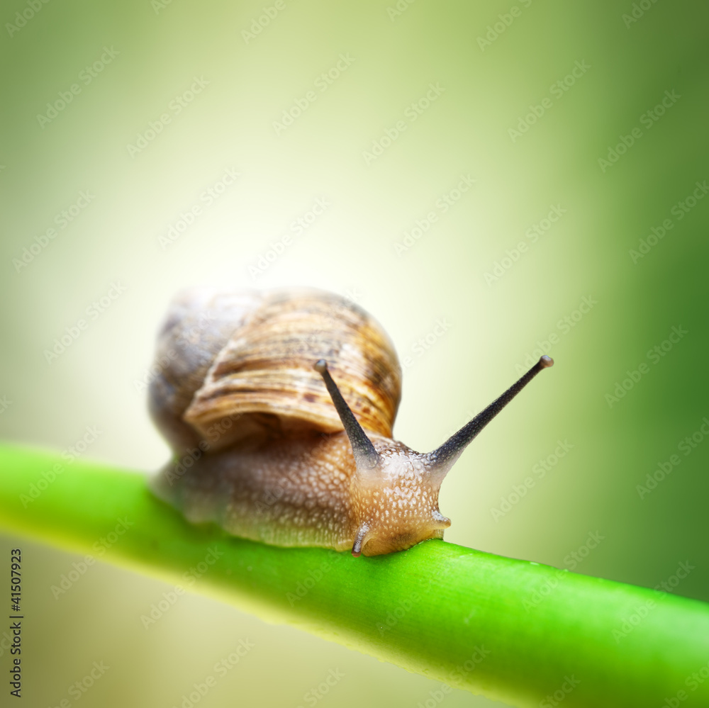 Snail on green stem - obrazy, fototapety, plakaty 