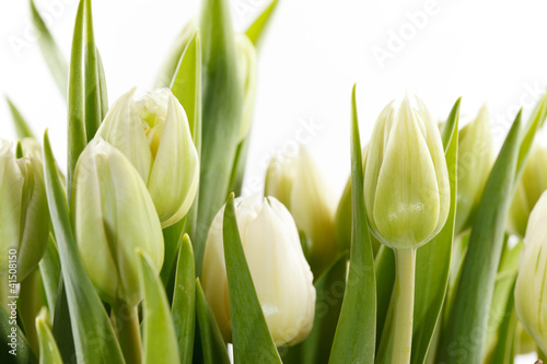 Dekoracja na wymiar  bukiet-zielonych-tulipanow
