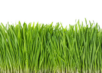 Canvas Print - fresh green spring grass with water drops