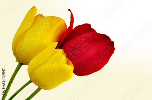 tulipany