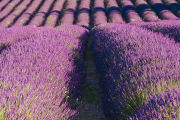 Wall Mural - Campi di Lavanda a Banon Provenza