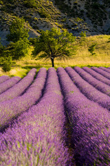 Wall Mural - Campi di Lavanda a Sault Provenza