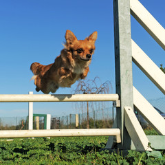 Canvas Print - jumping chihuahua