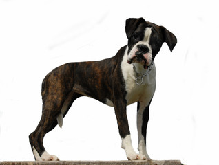 Wall Mural - jeune boxer femelle