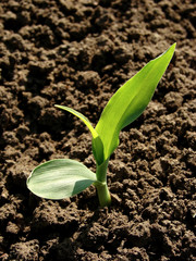 Wall Mural - young corn seedling