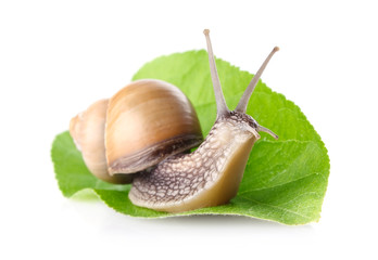 garden snail (Helix aspersa) on green leaf