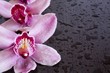 orchid on wenge background