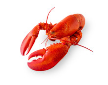 Isolated Lobster On White