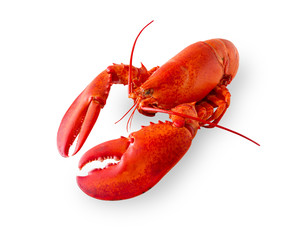 Wall Mural - Isolated lobster on white