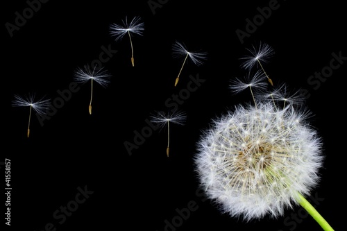 Fotografie, Obraz Dandelion flower and flying seeds on a black background