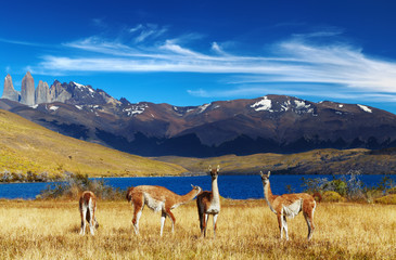 Canvas Print - Torres del Paine, Patagonia, Chile