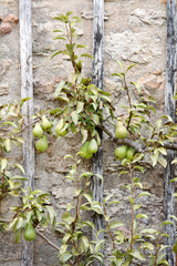 vertical garden