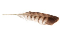 Feather From Bird Of Prey Buzzard