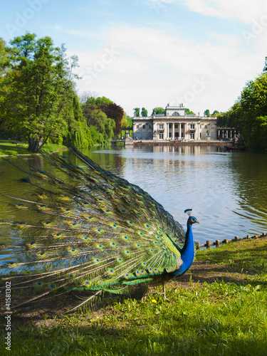 Obraz w ramie peacock in a classic park