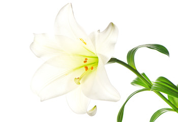 Poster - single lily flowers head on white