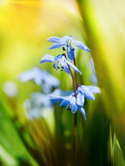 Wall Mural - Blue Spring Flowers.