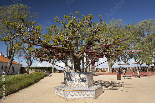 Fotografia, Obraz Bench in Porta do Sol park in Santarem.