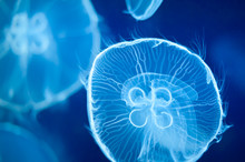 Group Of Blue Jellyfish Swimming Underwater.