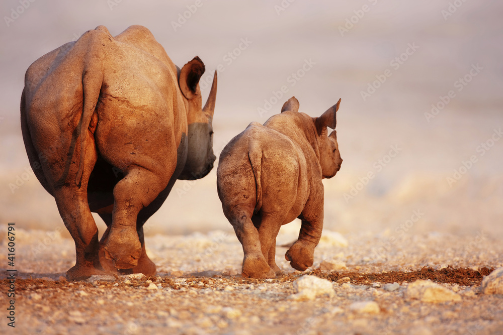 Black Rhinoceros baby and cow - obrazy, fototapety, plakaty 