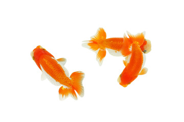 Wall Mural - gold fish isolated on white background