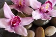 wet orchid on stones background