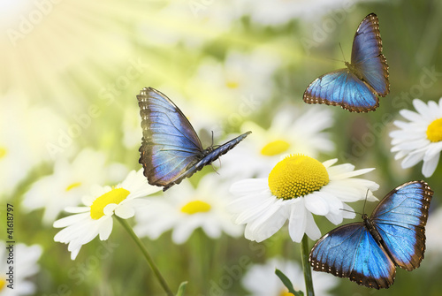 Nowoczesny obraz na płótnie prato fiorito con farfalle blu