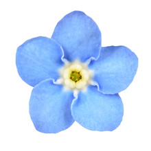 Forget-me-not Blue Flower Isolated On White