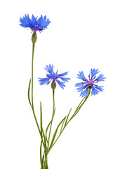 Wall Mural - isolated three blue chicory flowers