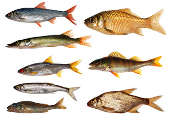 Wall Mural - eight isolated freshwater fishes collection