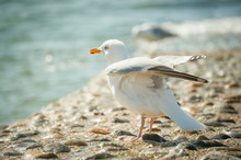 Shoreline Seagull Flexing Its Wings