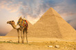 Camel Standing Front Pyramids H
