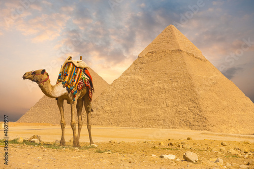 Nowoczesny obraz na płótnie Camel Standing Front Pyramids H