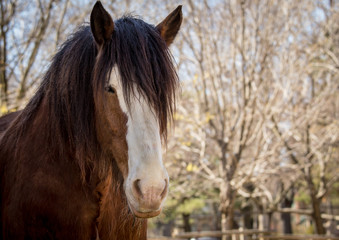 Fotoroleta koń ogier ranczo zwierzę grzywa