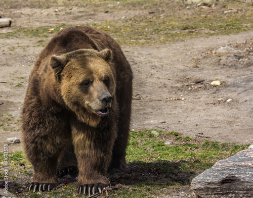 Foto-Schmutzfangmatte - Posing grizzly bear (von Lightleak Films)