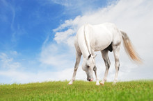 White Horse Grazing In The Field