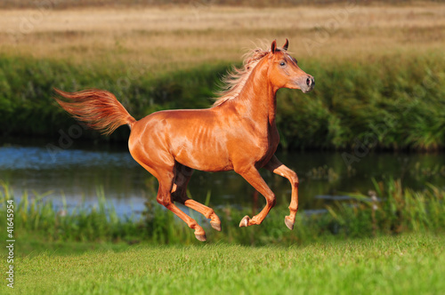 Plakat na zamówienie chestnut free horse runs