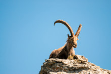 Male Alpine Ibex