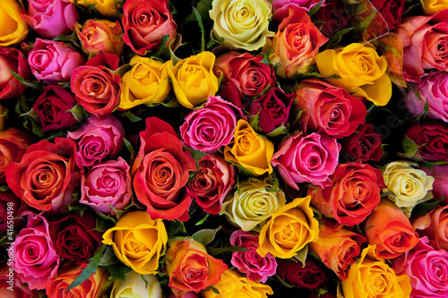 Flowers. Colorful roses background - 41650498