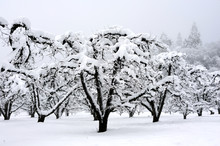 Dormant Orchard Covered In Snow