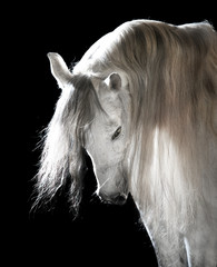 Fotoroleta zwierzę rasowy koń
