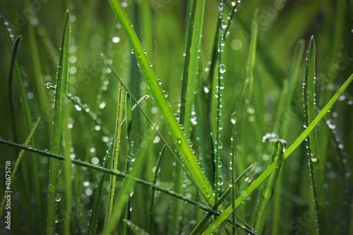 Obrazy trawa  ciemno-zielona-trawa-z-kroplami-deszczu