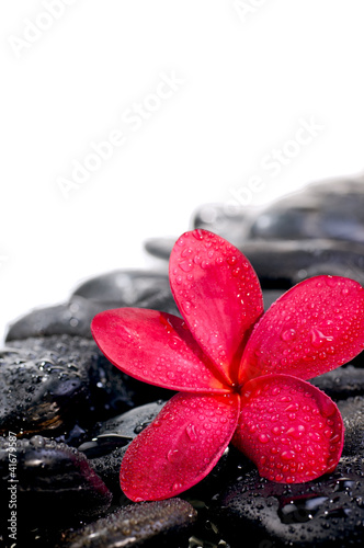 kwiat-na-czarnym-zen-kamieni-ekstremalnych-bliska