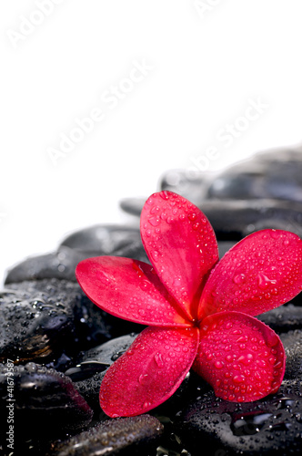 Tapeta ścienna na wymiar Flower on black zen stones extreme close up