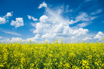Fototapete - Flowering canola or rapeseed field