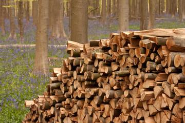 Pile of Wood - 2