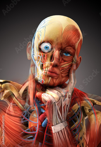 Fototapeta na wymiar anatomy concept