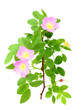 Dog-rose with green leafs and pink flowers