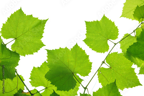 Fototapeta na wymiar Grape leaves on white
