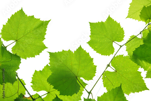 Naklejka - mata magnetyczna na lodówkę Grape leaves on white