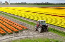 Tractor On The Tulip Field